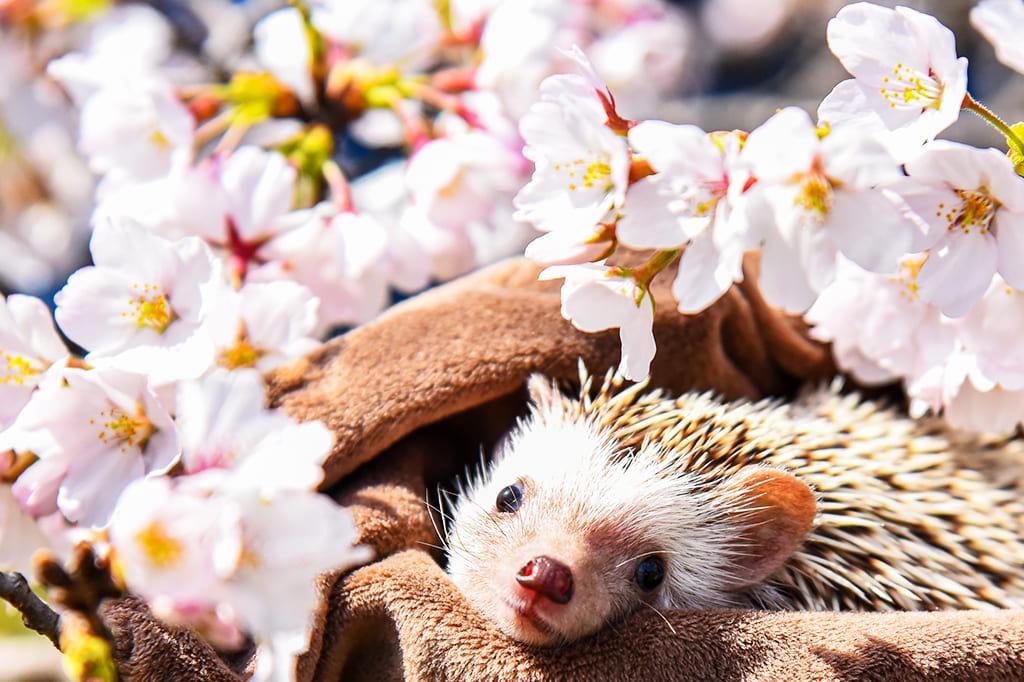 ブリーダーが大切に育てたハリネズミ・デグーなどの小動物、冷凍ヒヨコを販売するペットショップなら当店へ