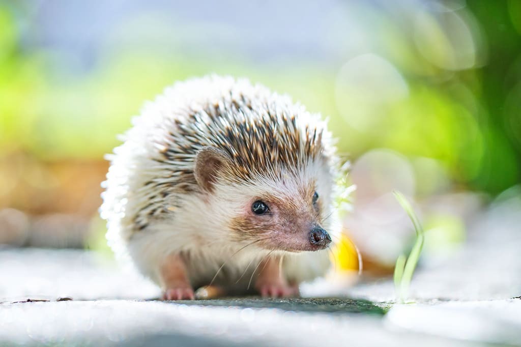 ブリーダーが大切に育てたハリネズミ・デグーなどの小動物、冷凍ヒヨコを販売するペットショップなら当店へ