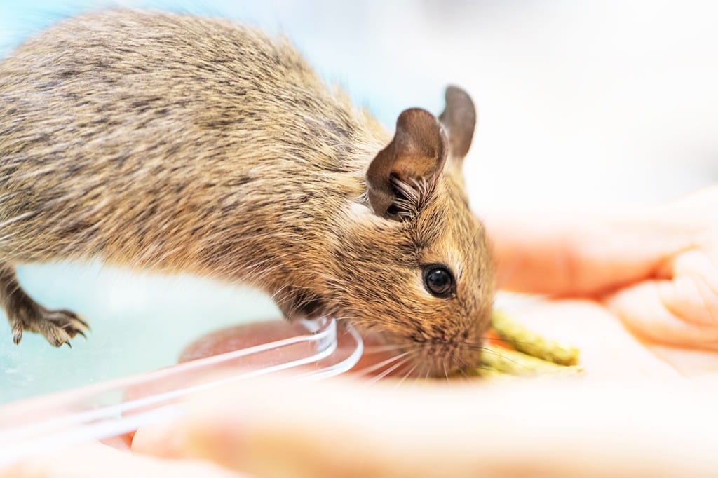 ブリーダーが大切に育てたハリネズミ・デグーなどの小動物、冷凍ヒヨコを販売するペットショップなら当店へ